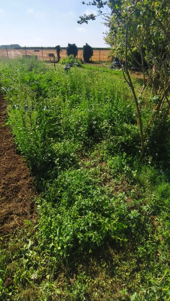 Potager envahi d’herbes avant mise au propre — Gironde